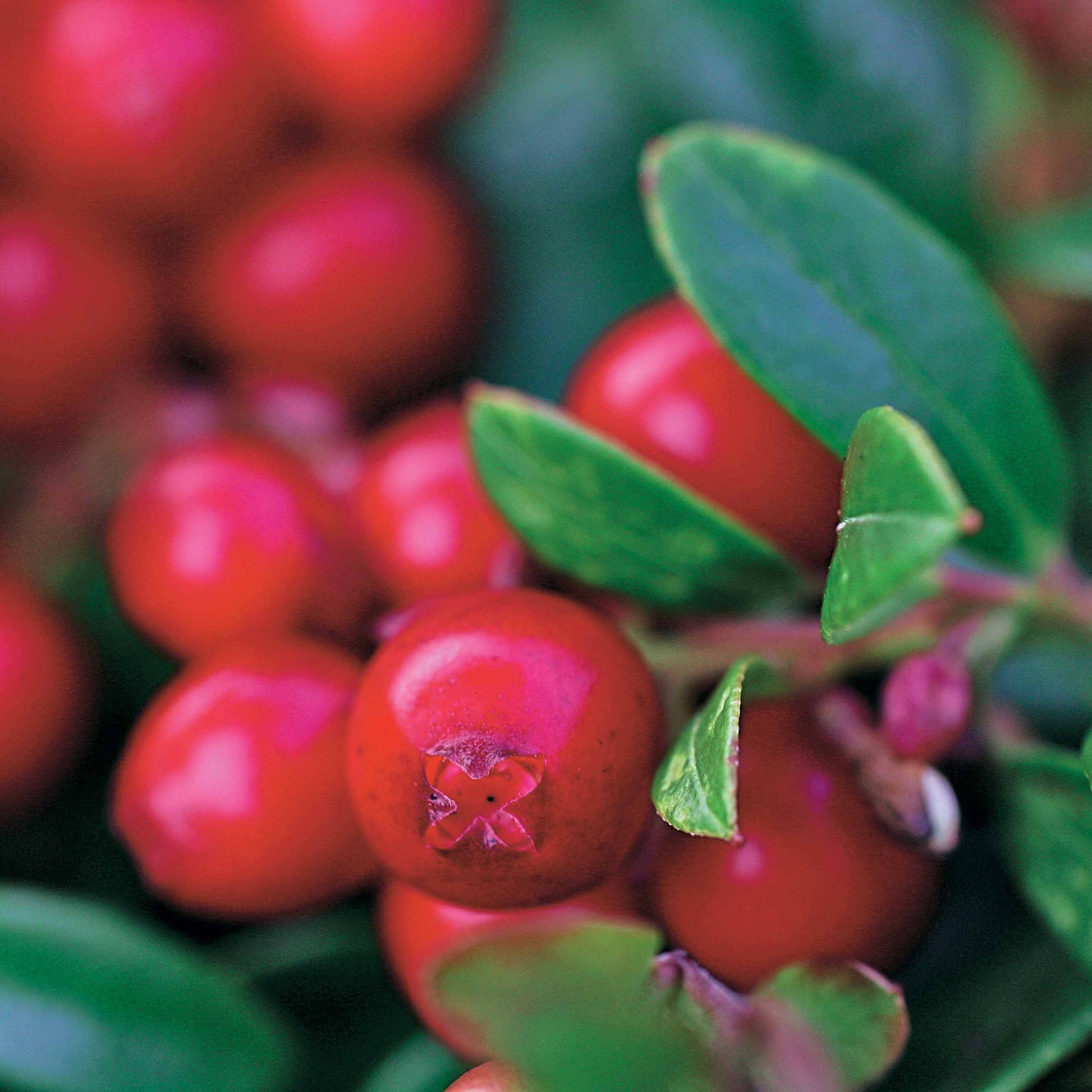 Vossenbes 'Miss Cherry'® - Vaccinium vitis idaea miss cherry ® (meliro) - Fruit