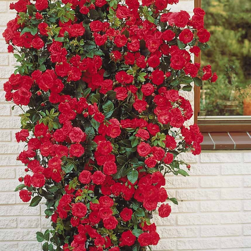 Klimrozen - Klimroos - rood - Rosa