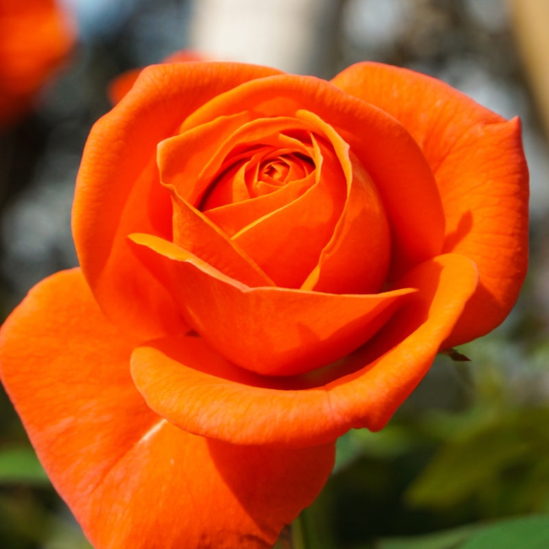 Struikroos - oranje - Rosa - Bakker