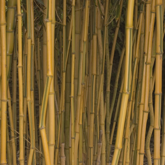 Bamboe Phyllostachys 'Spectabilis' - Phyllostachys aureosulcata spectabilis - Tuinplanten