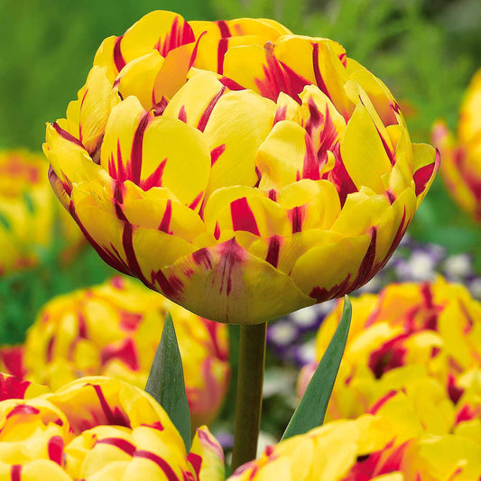 Pioentulpen 'Golden Nizza' (x10) - Tulipa golden nizza - Bloembollen