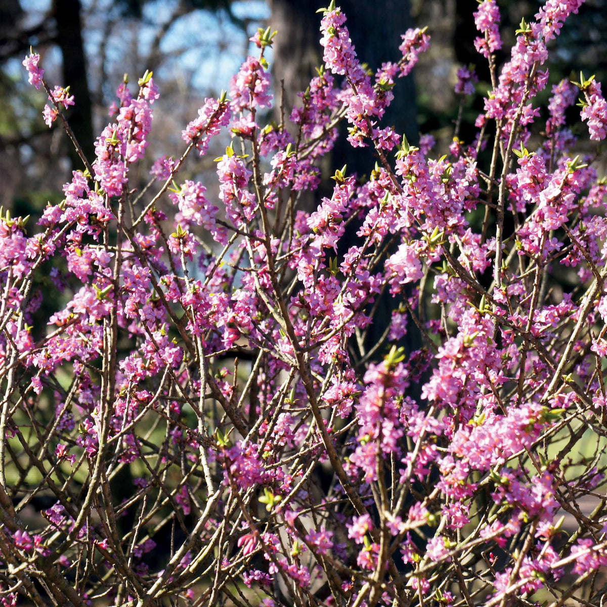 Peperboom - Daphne mezereum rubra - Bakker