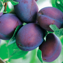 Pruimenboom 'President' - Bakker