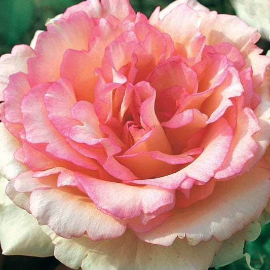 Grootbloemige roos 'Souvenier de Baden Baden'® / 'Korsouba' - Rosa Souvenir de Baden Baden ® Korsouba - Tuinplanten