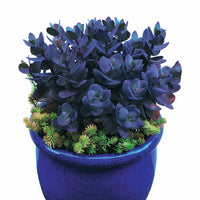 Vetkruid 'Blue Pearl' - Sedum blue pearl - Heesters en vaste planten