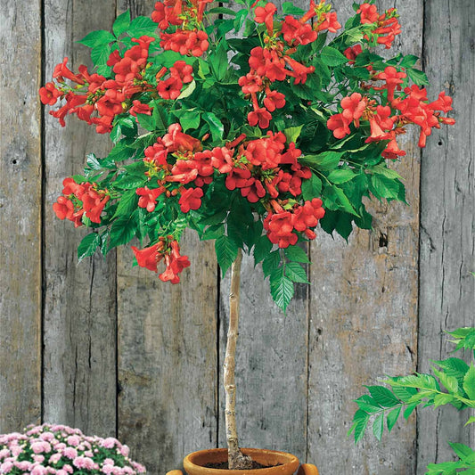 Japanse Camelia op stam - Bakker