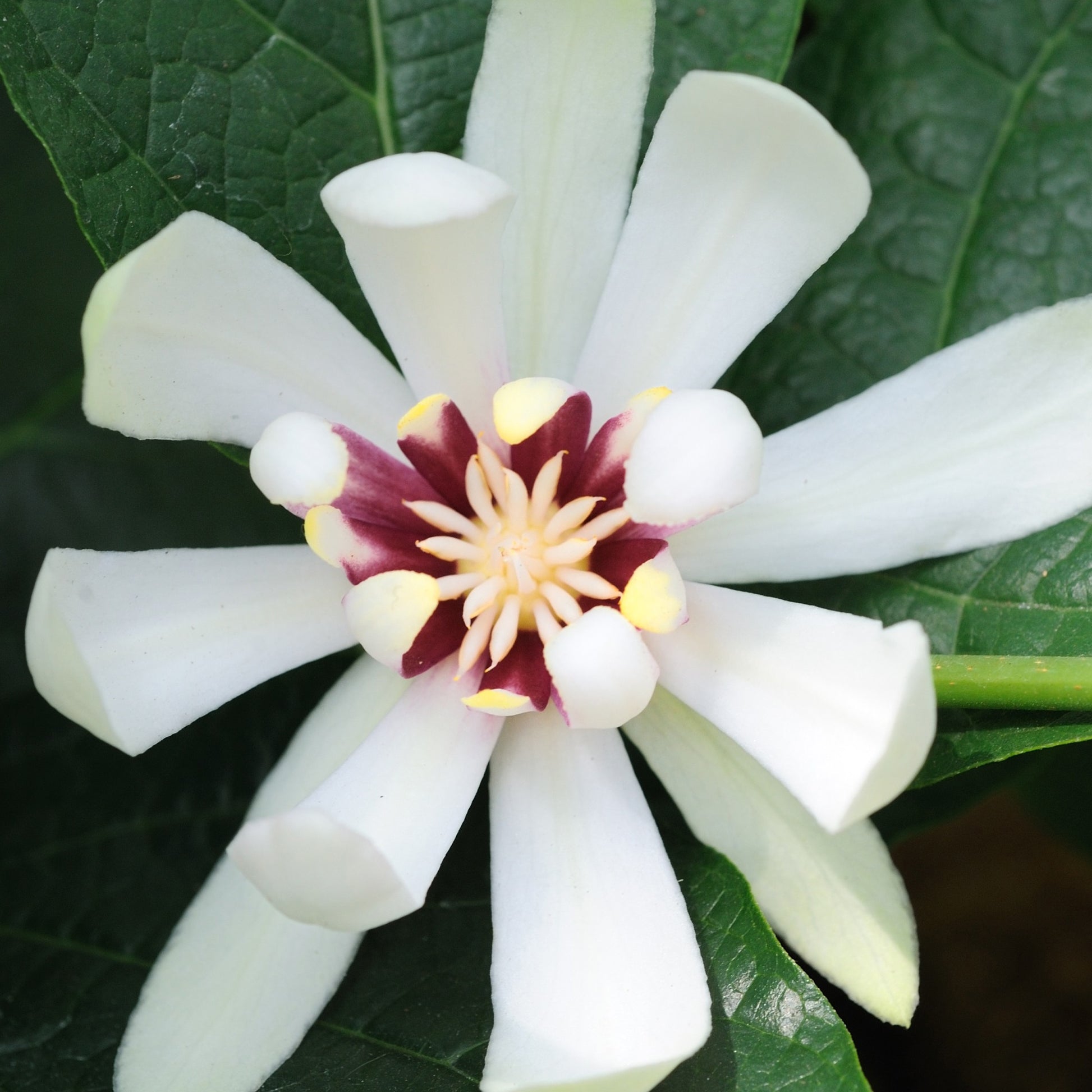 Specerijstruik 'Venus' - Sinocalycanthus venus - Tuinplanten