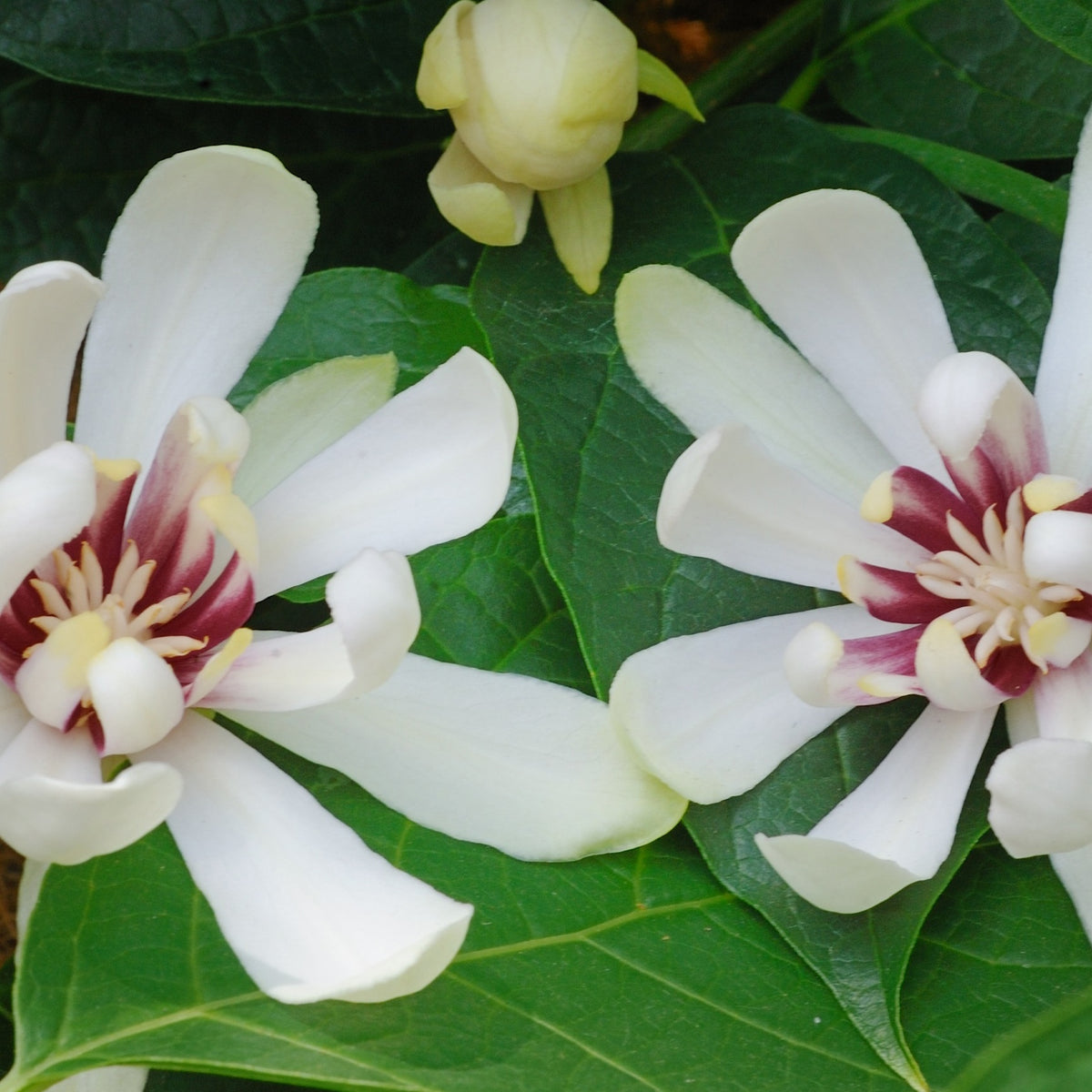 Sinocalycanthus venus - Specerijstruik 'Venus' - Heesters