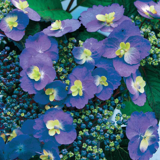 Boerenhortensia 'Blueberry Cheesecake' - Hydrangea blueberry cheesecake - Tuinplanten