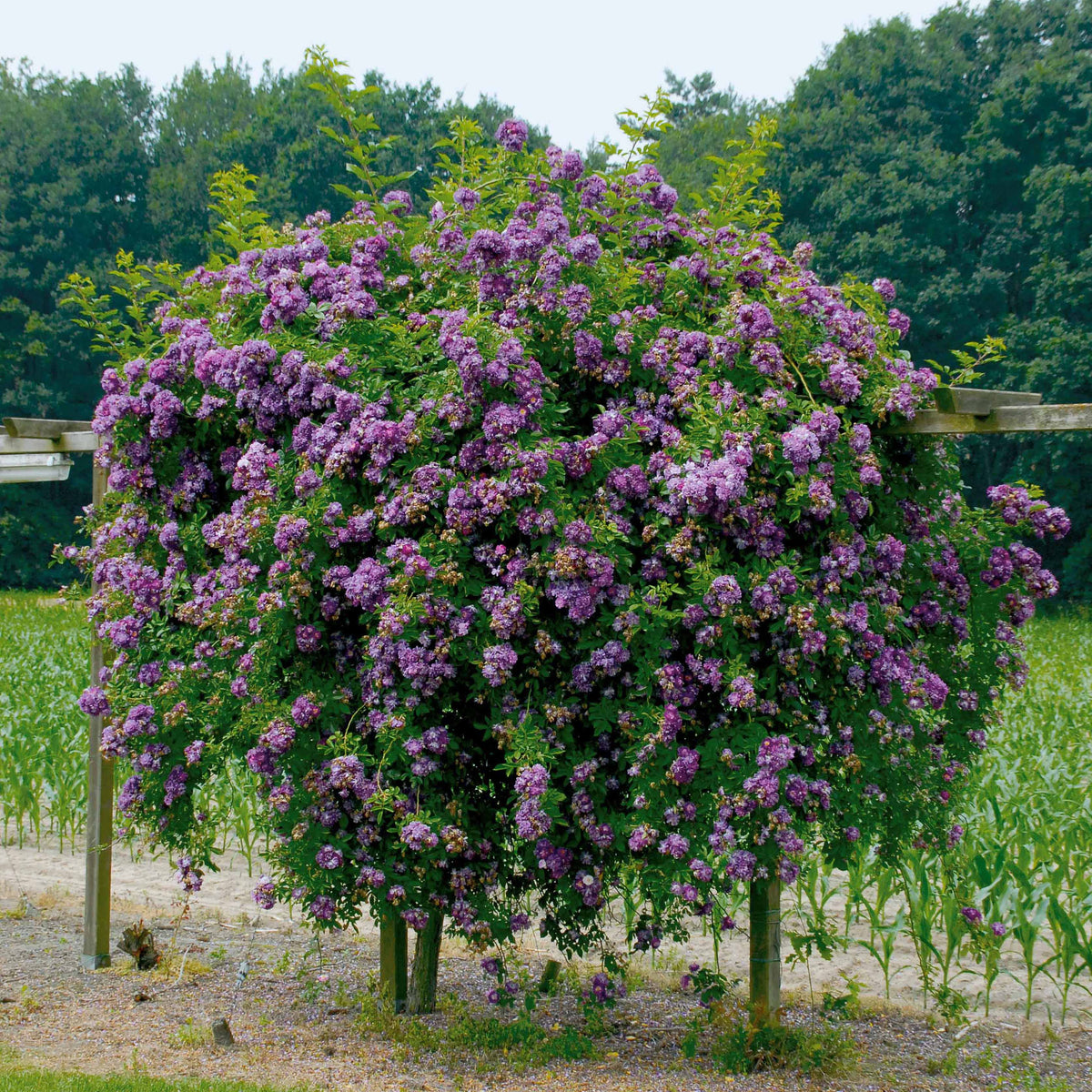 Stamroos Blue Violet - Rosa veilchenblau - Bakker