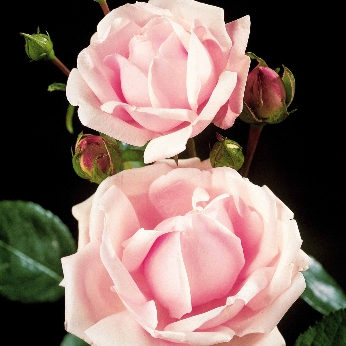 Wilde stamroos 'New Dawn' - Rosa wichuraiana New Dawn - Bakker