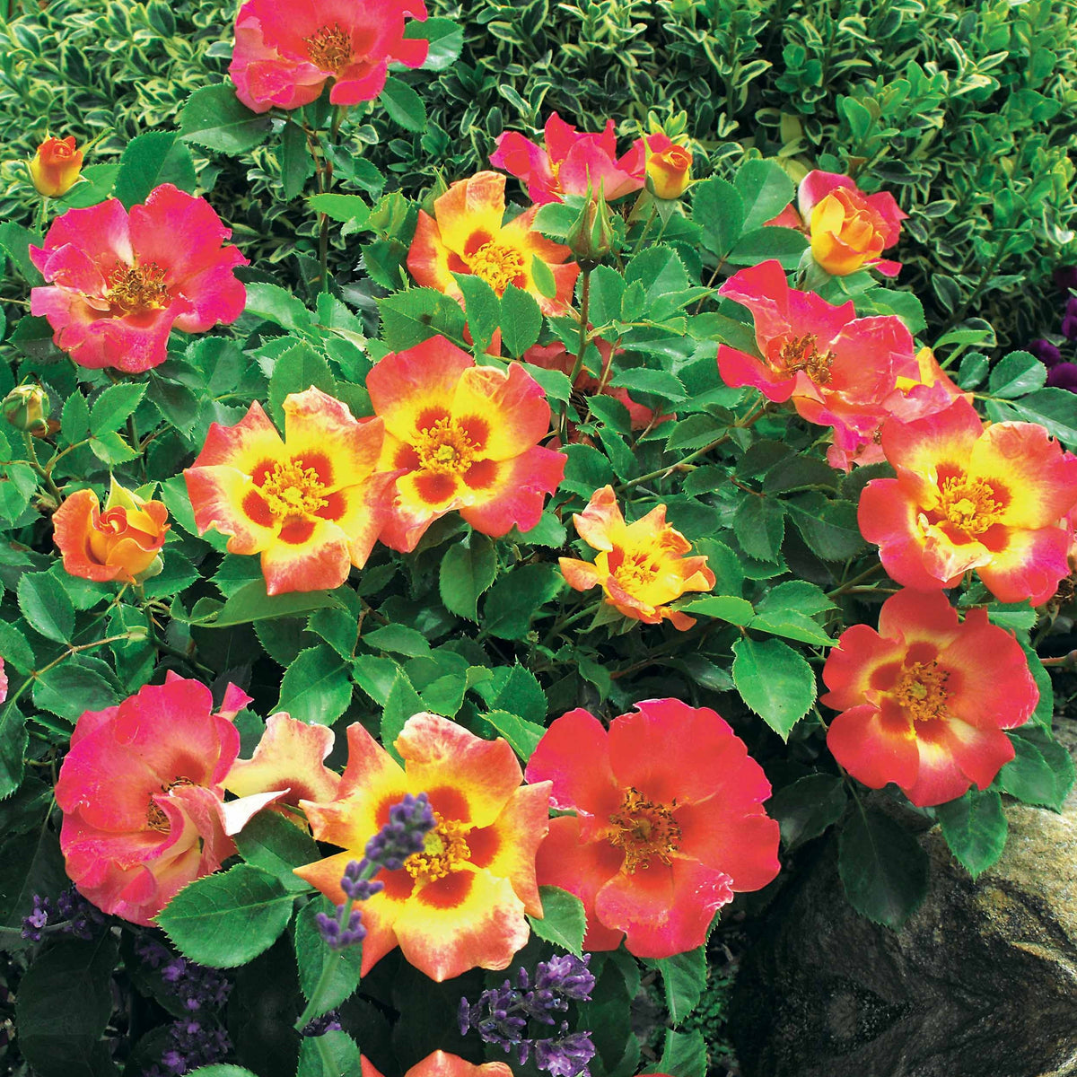 Roos 'Babylon Eyes'® Sunshine - Bakker