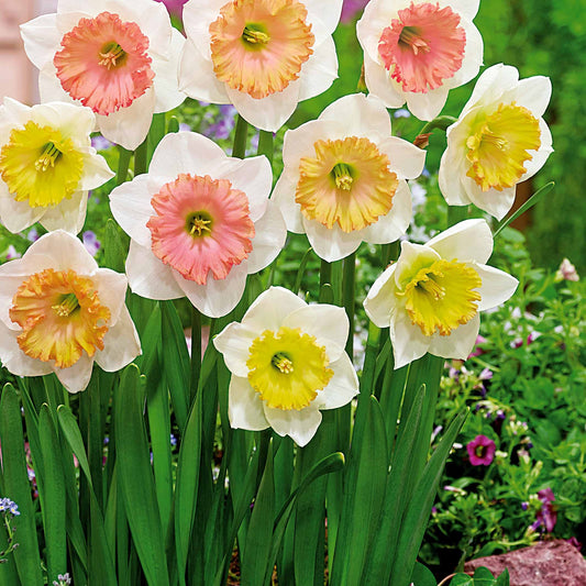 Narcissen 'Sentinelle' (x10) - Narcissus sentinelle - Bloembollen