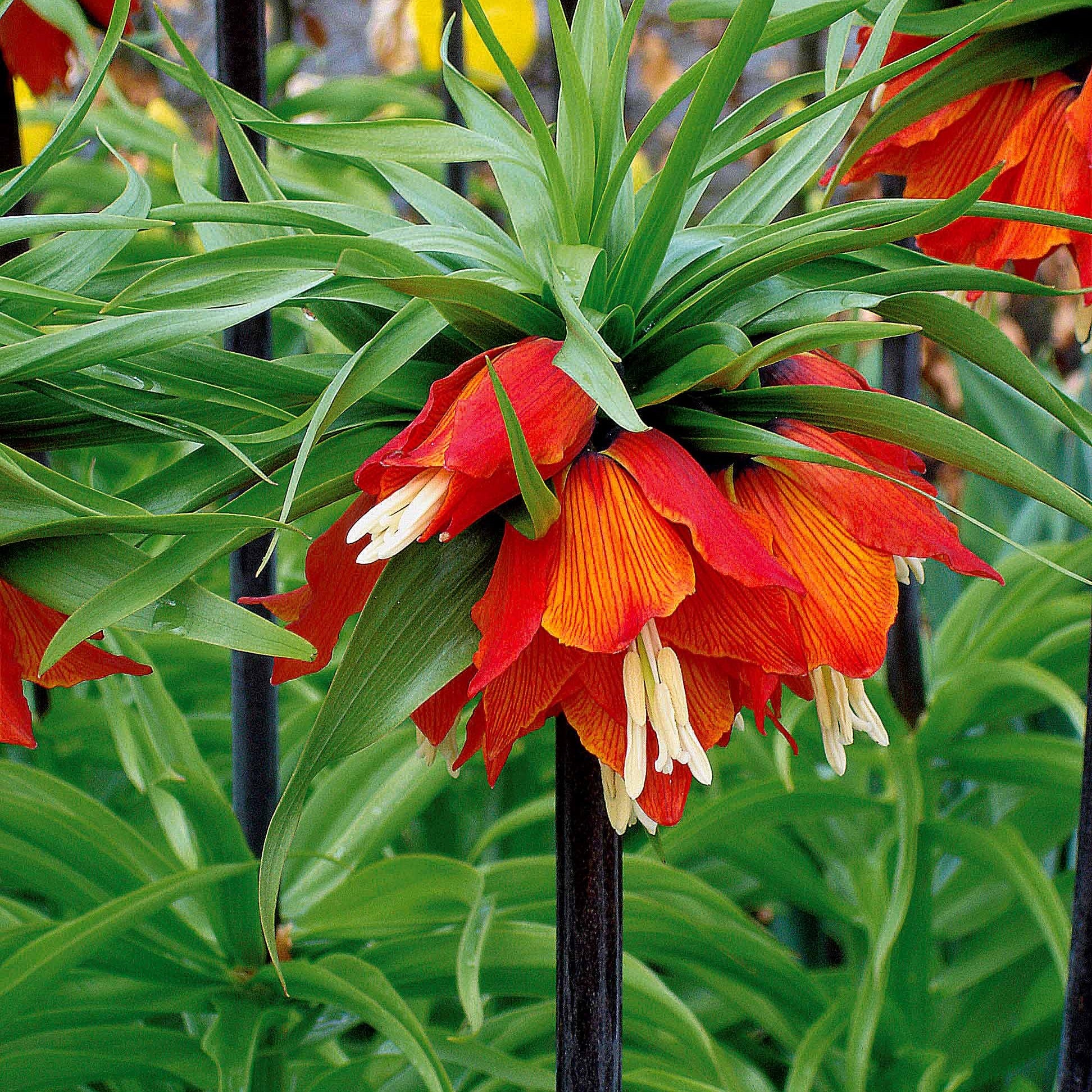 Keizerskroon Rubra - Fritillaria imperialis rubra - Bloembollen