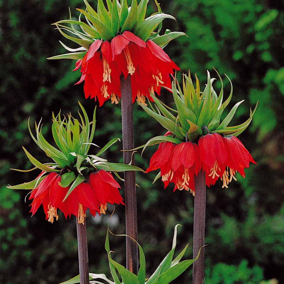 Keizerskroon Rubra - Fritillaria imperialis rubra - Voorjaarsbloeiers