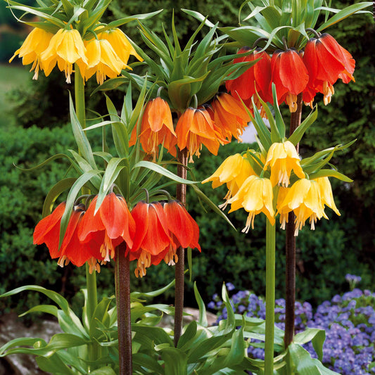 Keizerskroon Rubra - Fritillaria imperialis rubra