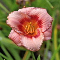 Daglelie (x2) - Hemerocallis wineberry candy klein - Tuinplanten