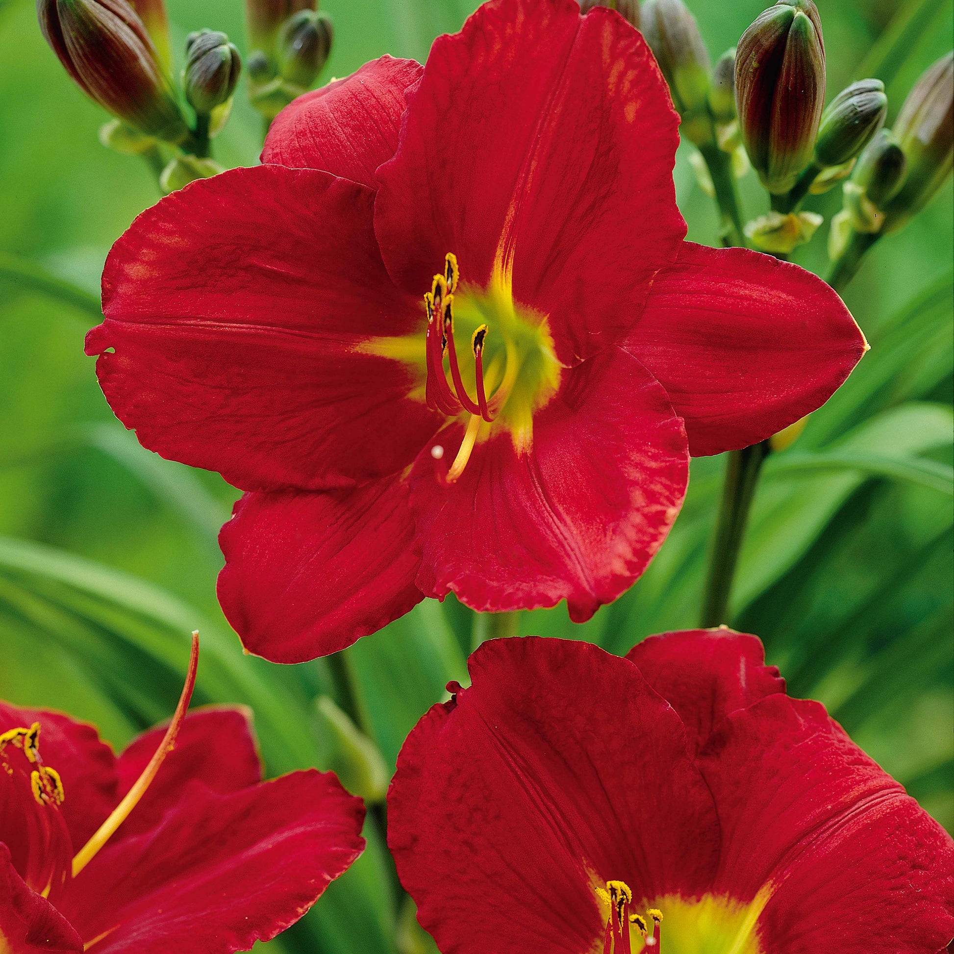 Daglelie (x2) - Hemerocallis james marsh - Tuinplanten