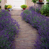 Blauwe lavendel - Lavandula angustifolia hidcote blue - Plantsoort