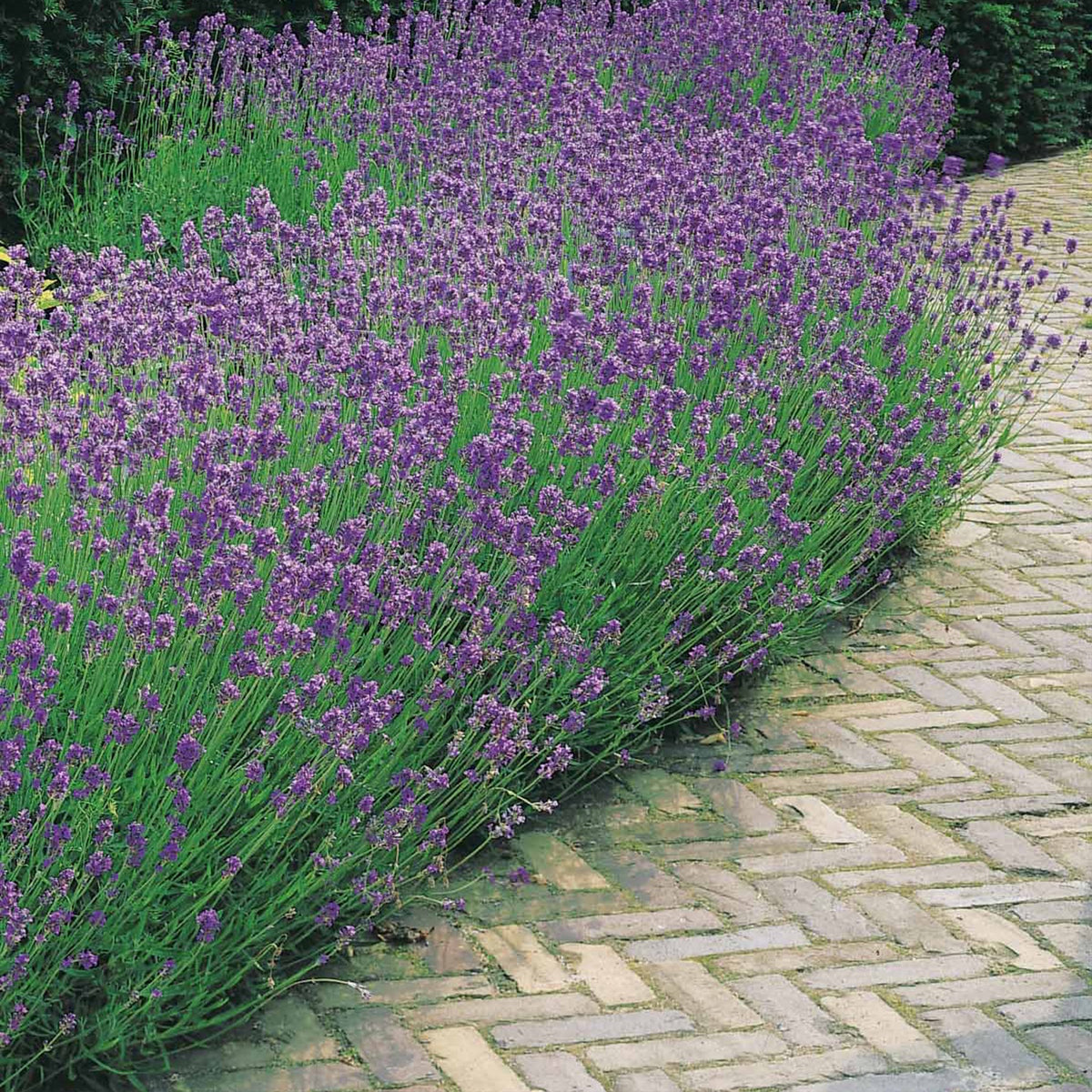 Lavendel - Blauwe lavendel - Lavandula angustifolia