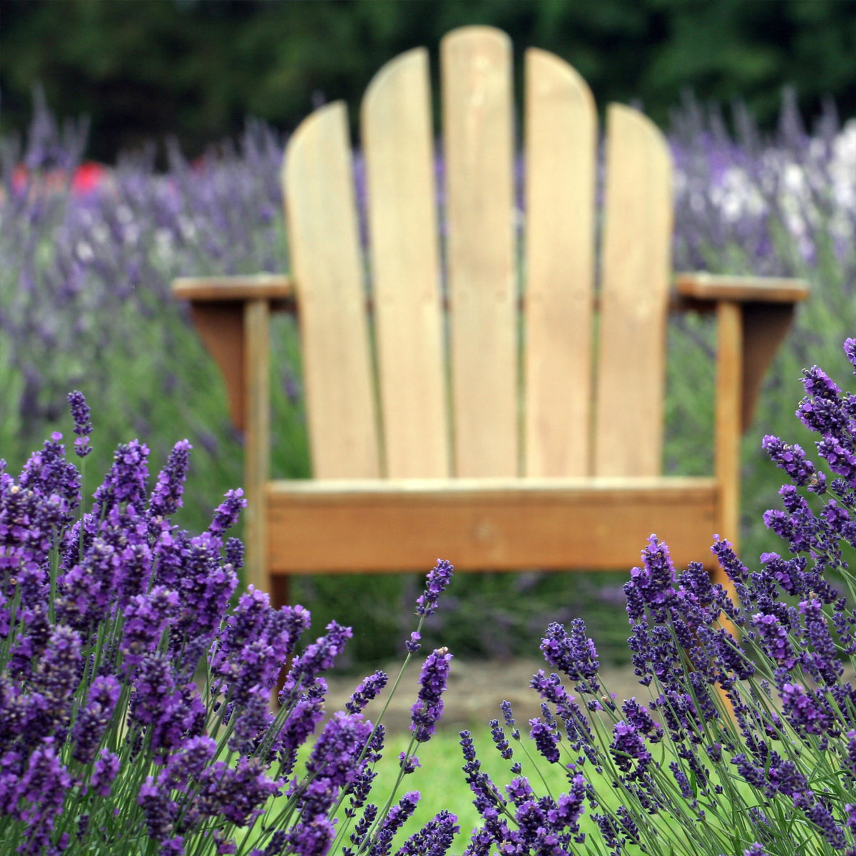 Lavandula angustifolia - Blauwe lavendel - Lavendel