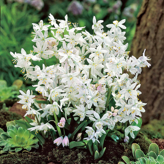 Puschkinia Libanotica Alba (x20) - Bakker