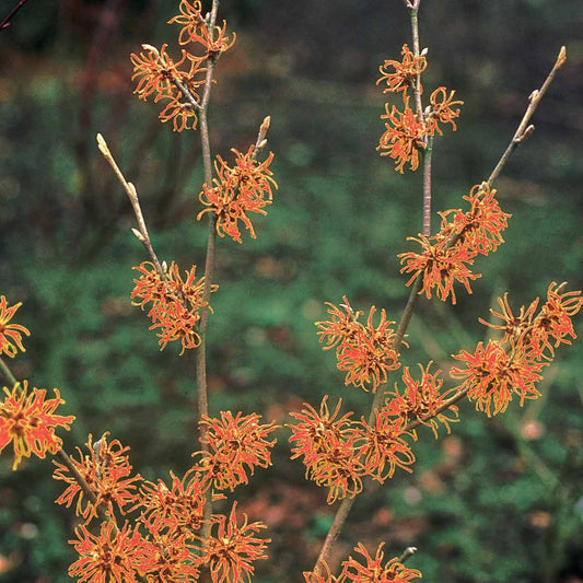 Toverhazelaar - Hamamelis x intermedia aphrodite - Tuinplanten