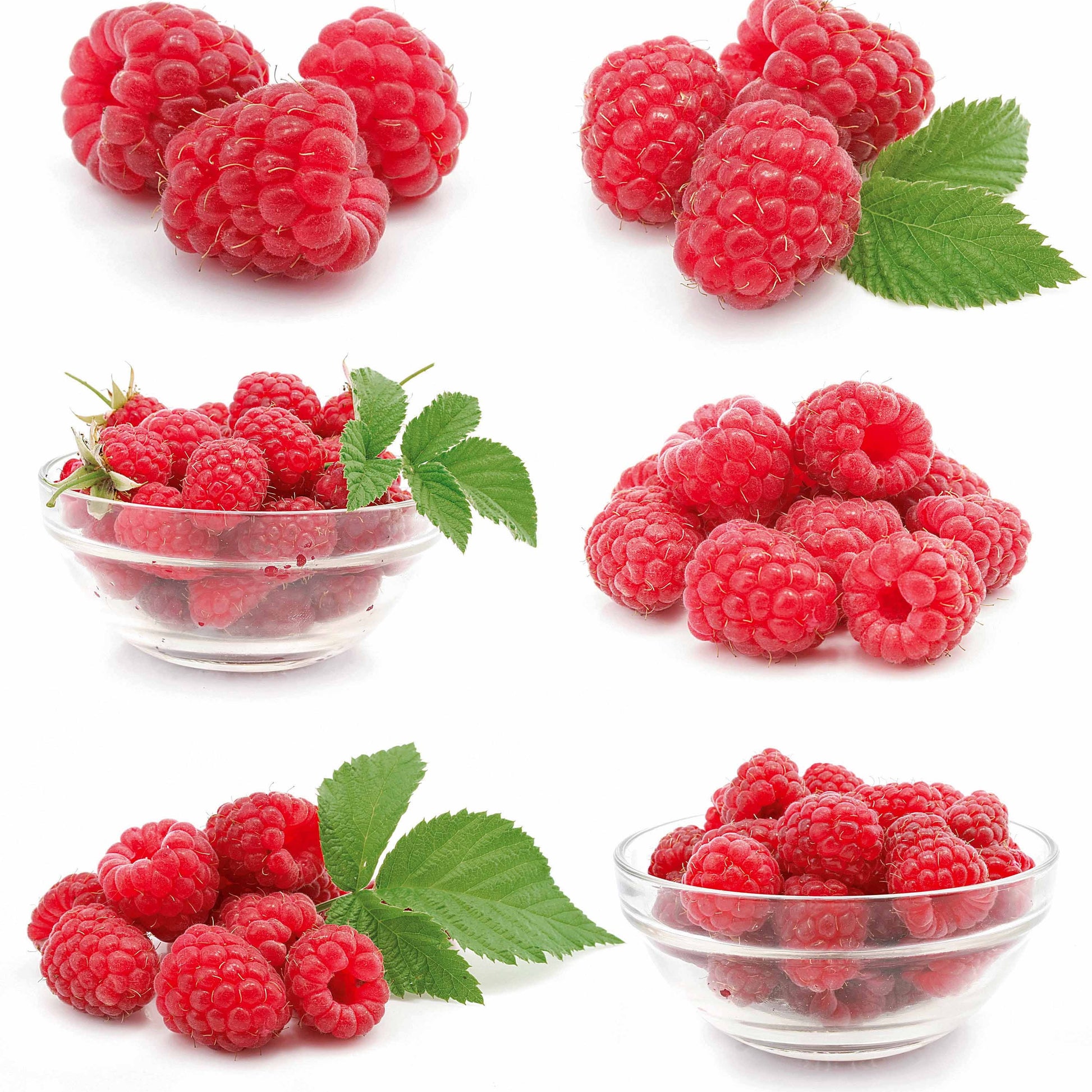 Framboos 'Ruby Beauty' ® - Rubus idaeus ruby beauty ® - Kleine fruitbomen