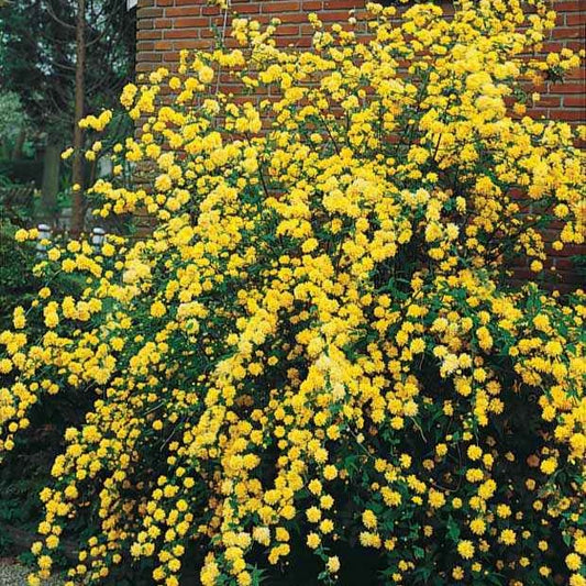 Ranonkelstruik - Kerria japonica pleniflora - Tuinplanten