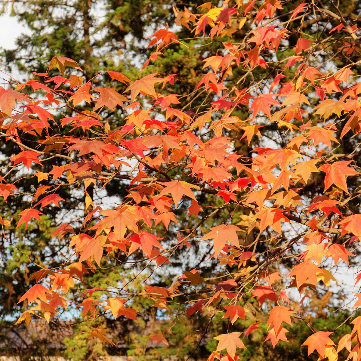Liquidambar - Amberboom - Amberboom Woodland Honeysuckle Serotina - Liquidambar styraciflua
