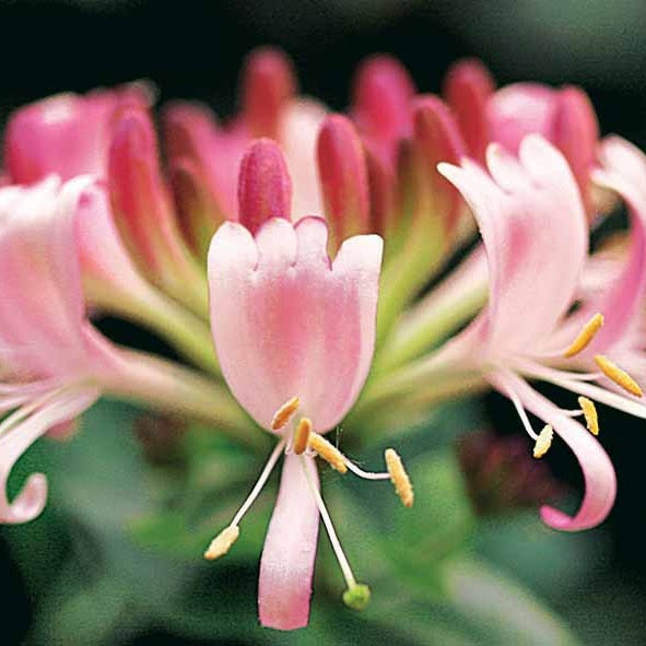 Kamperfoelie - Wilde kamperfoelie 'Serotina' - Lonicera periclymenum serotina