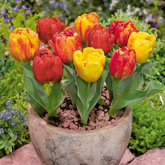 Tulp 'Flaming Baby' - Bakker