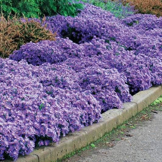 Herfstaster (x3) - Aster wood's light blue - Heesters en vaste planten