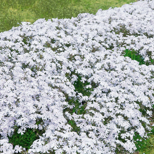 Vlambloem 'Alba' (x3) - Phlox subulata alba - Tuinplanten