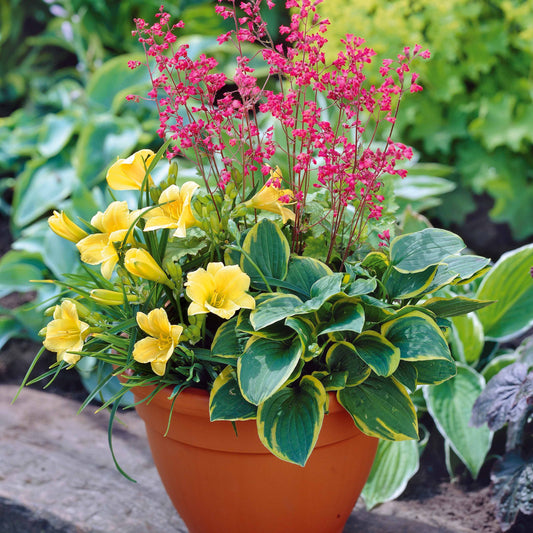 Balkonplanten Mix - Hemerocallis stella d'oro, hosta aureo marginata, - Tuinplanten