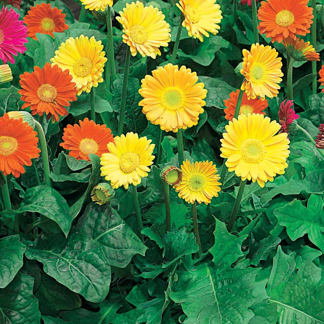 Gerbera GarvineaViviane (x2) - Garvinea viviane - Bakker