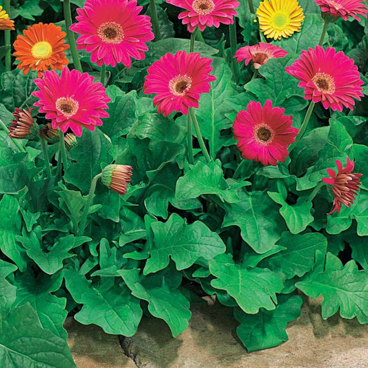 Gerbera Garvinea Pam (x2) - Bakker