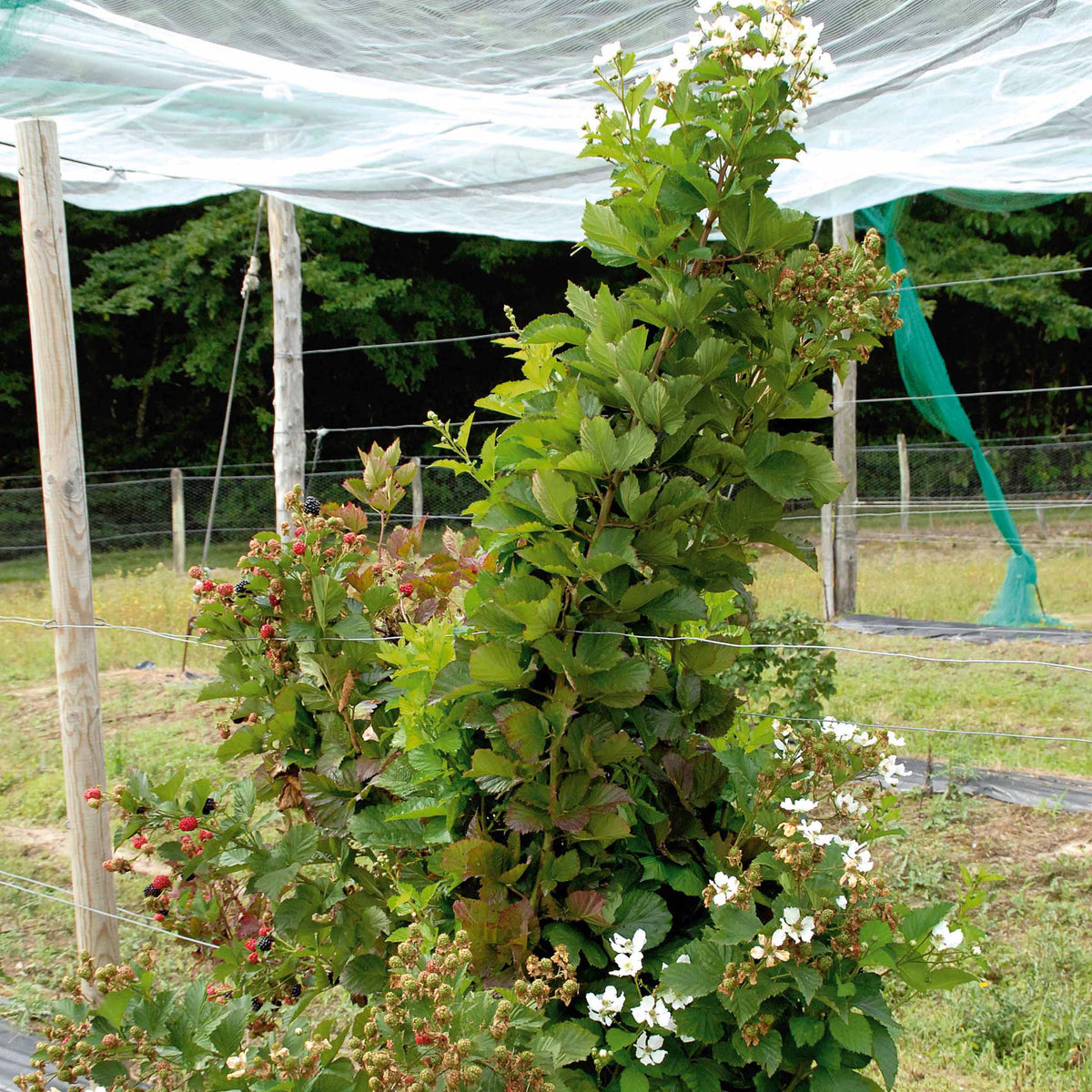 moerbeiboom - Braam 'Rueben' - Rubus fruticosus reuben®