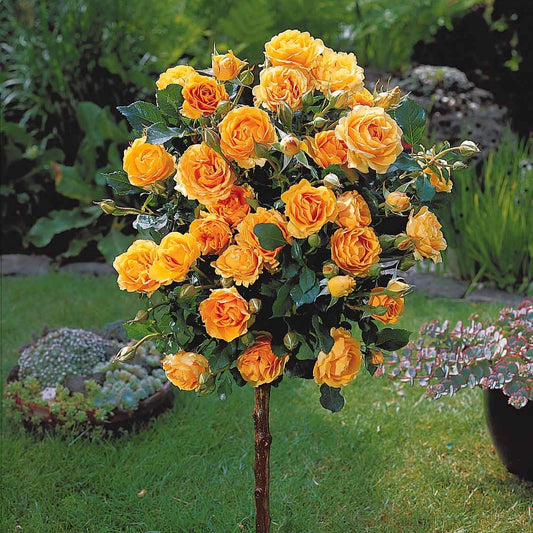 Stamroos 'Sunsilk' - Rosa Sunsilk - Tuinplanten