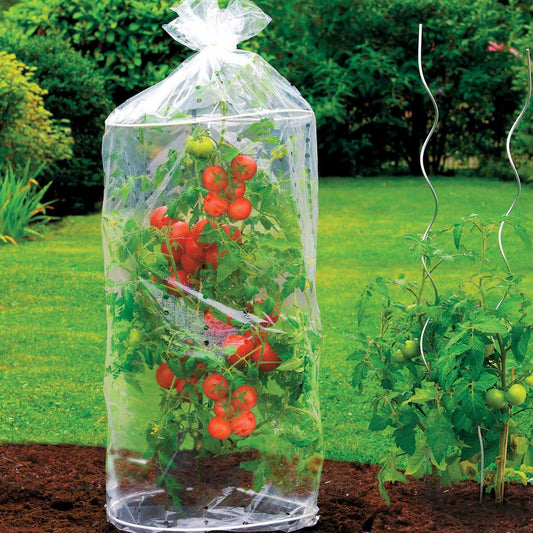 Tomatenhoezen (x2) - Plantverzorging