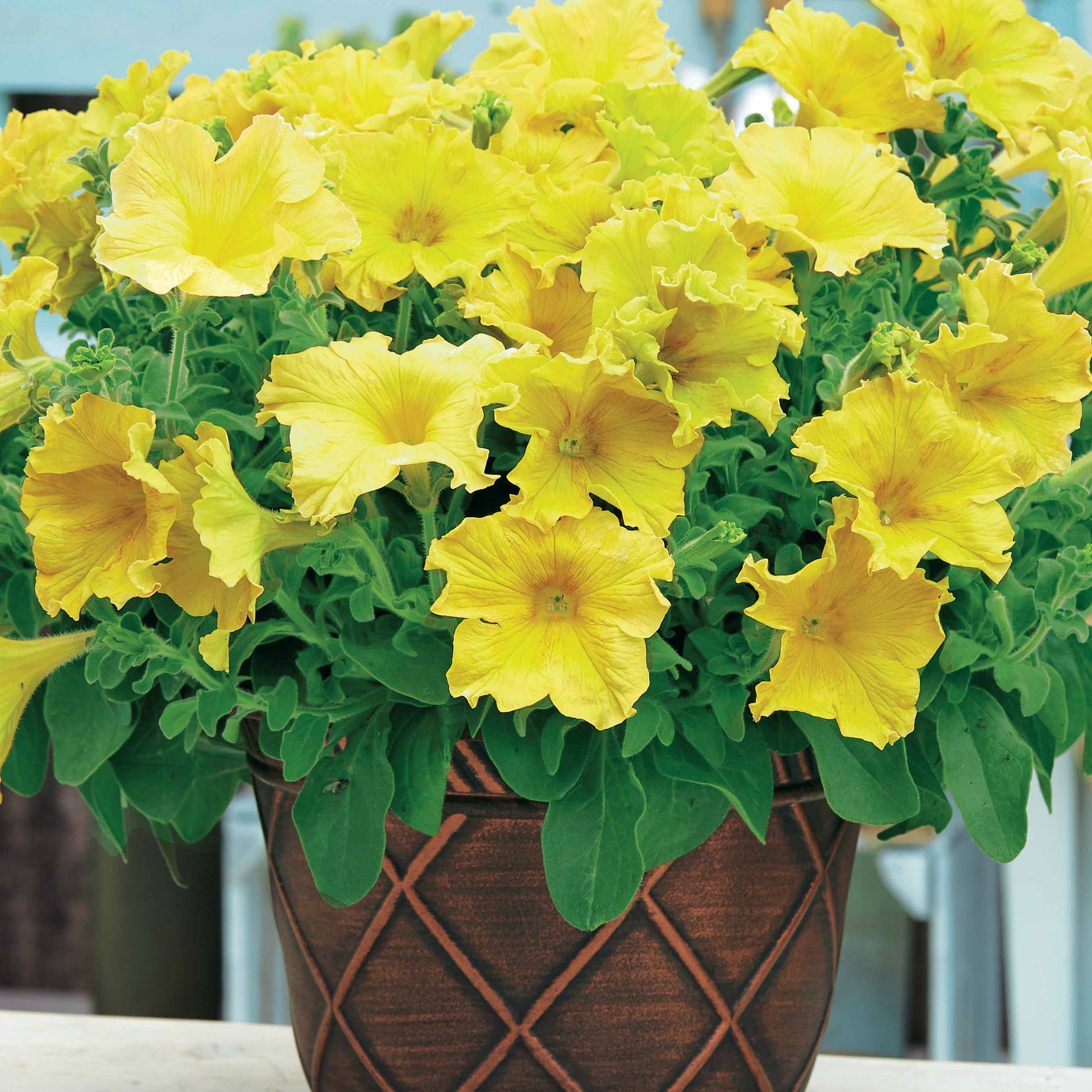 Petunia 'Happy Giant Yellow' (x3) - Petunia happy giant yellow - Terras- en balkonplanten