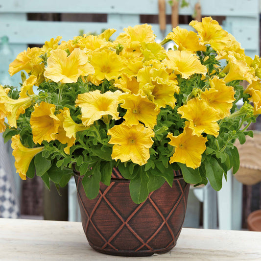 Petunia 'Happy Giant Yellow' (x3) - Petunia happy giant yellow - Perkplanten