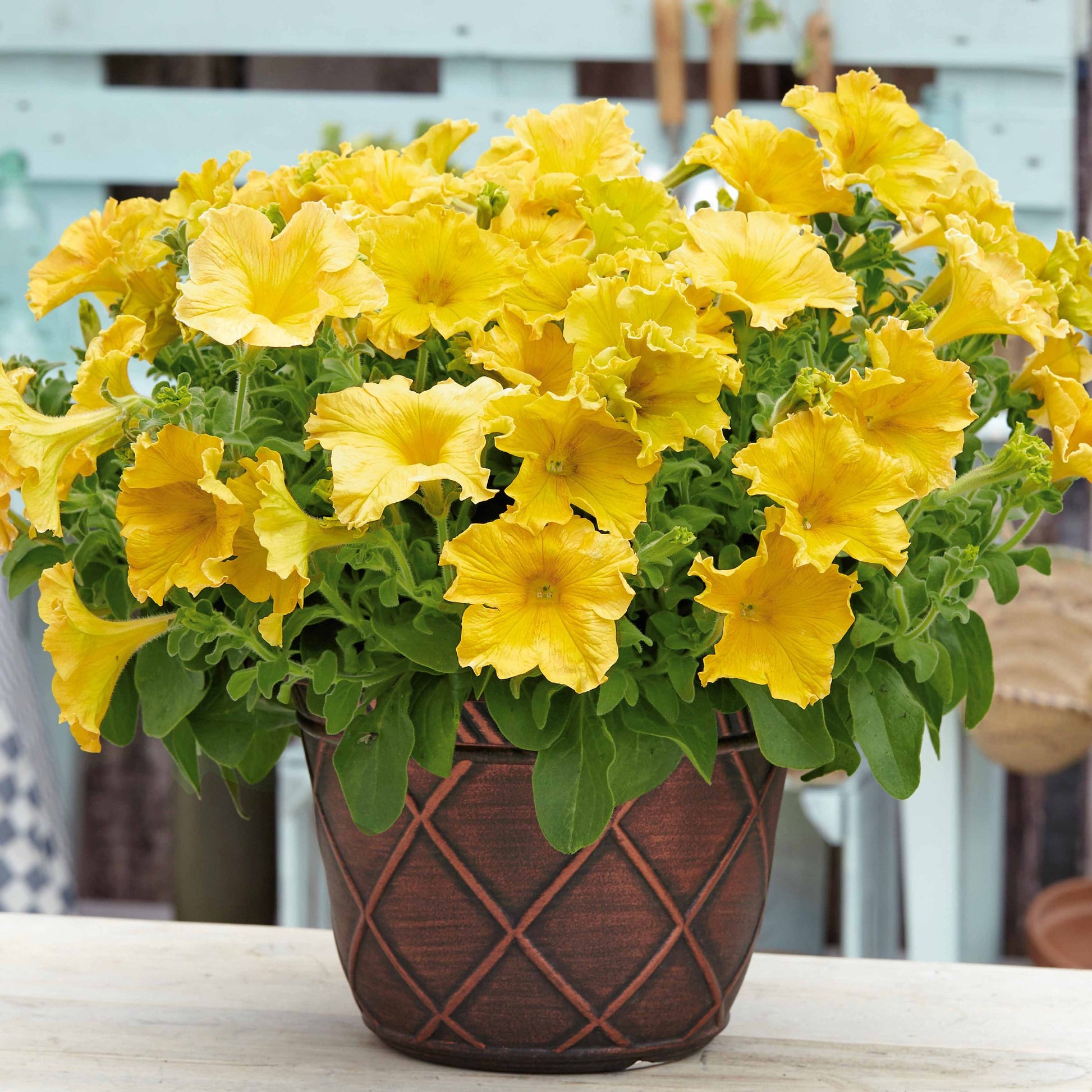 Petunia 'Happy Giant Yellow' (x3) - Petunia happy giant yellow - Perkplanten