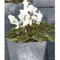 Witte cyclaam (x3) - Cyclamen super série - Terras- en balkonplanten