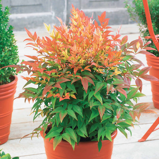 Hemelse bamboe 'Sunset boulevard'® - Nandina domestica sunset boulevard ® - Tuinplanten