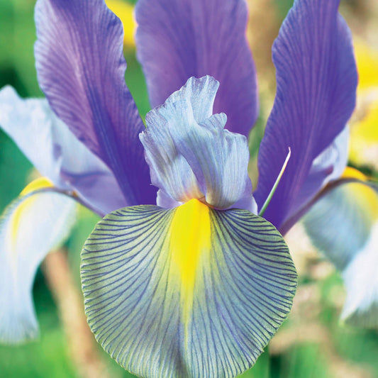 Hollandse iris 'Mystic Beauty' - Iris hollandica mystic beauty - Bloembollen