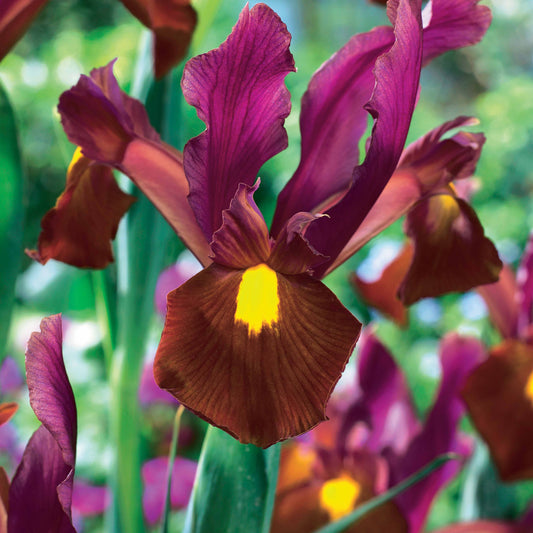 Hollandse iris 'Red Ember' (x20) - Bakker