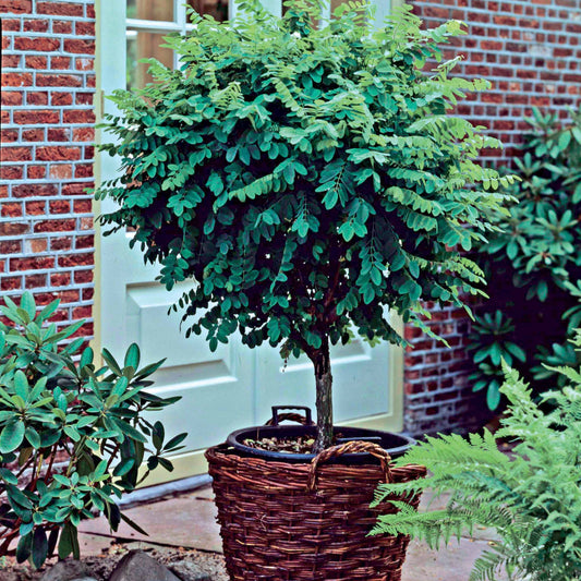Robinia op stam - Robinia pseudoacacia umbraculifera - Terras- en balkonplanten