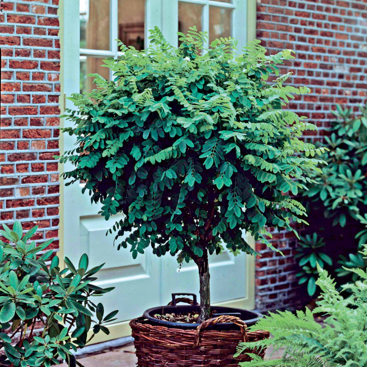 Robinia op stam - Robinia pseudoacacia umbraculifera - Bakker
