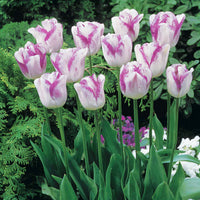 Tulpen romantiek gemengd: 'Angelique' + 'Shirley' (x20) - Tulipa angélique , double shirley - Voorjaarsbloeiers